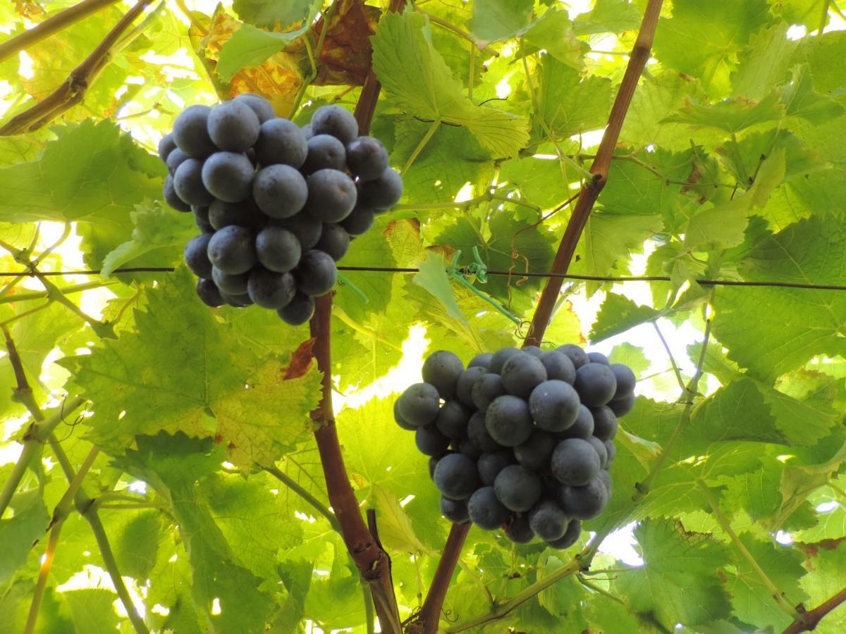 Boutique Appartamento Bacchus Marlengo Eksteriør billede